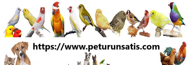 PETSHOP ÜRÜNLERİ